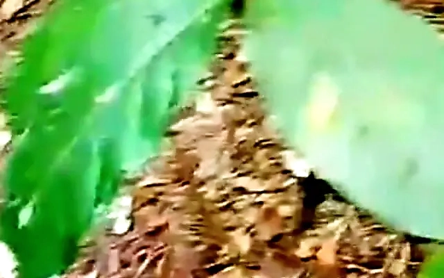 Indian Bhabhi Riding Big cock & dirty blowjob, Desi Bhabhi Riding Big cock & dirty Land Chusai, Indian Desi Bhabhi hardcore sex,Deshiangel